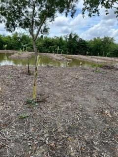 ขาย ที่ดิน ลำลูกกา 2 ไร่ เหมาะทำสวนเกษตร คลอง11ปทุมธานี-202508072059441754575184742.jpg