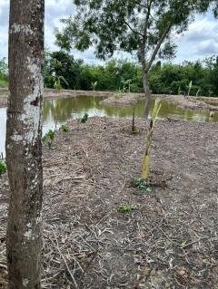 ขาย ที่ดิน ลำลูกกา 2 ไร่ เหมาะทำสวนเกษตร คลอง11ปทุมธานี-202508072059451754575185335.jpg