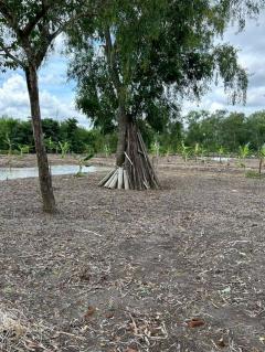 ขาย ที่ดิน ลำลูกกา 2 ไร่ เหมาะทำสวนเกษตร คลอง11ปทุมธานี-202508072059471754575187722.jpg
