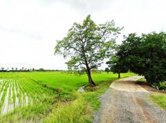 ขาย ที่ดิน เมืองลพบุรี ชุมชนบ้านนิคมหมู่ 8 สามัคคี 17 ไร่ วิวภูเขา บรรยากาศดี เหมาะทำจัดสรร-202508072231501754580710980.jpg
