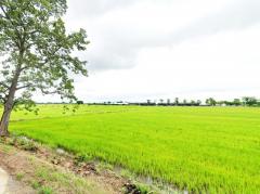 ขาย ที่ดิน เมืองลพบุรี ชุมชนบ้านนิคมหมู่ 8 สามัคคี 17 ไร่ วิวภูเขา บรรยากาศดี เหมาะทำจัดสรร-202508072231511754580711531.jpg