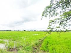 ขาย ที่ดิน เมืองลพบุรี ชุมชนบ้านนิคมหมู่ 8 สามัคคี 17 ไร่ วิวภูเขา บรรยากาศดี เหมาะทำจัดสรร-202508072231521754580712088.jpg