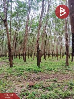 ขายที่ดิน เนื้อที่ 12 ไร่ บ้านม่วง สกลนคร-202508081451341754639494773.jpg