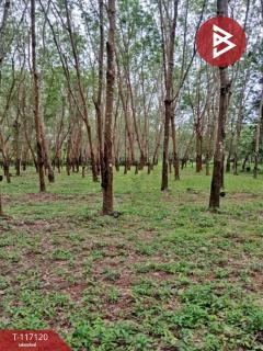 ขายที่ดิน เนื้อที่ 12 ไร่ บ้านม่วง สกลนคร-202508081451351754639495331.jpg