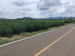 ขายที่ดิน โฉนดครุฑแดง ขนาด 48 ไร่ -202508082138201754663900998.jpg