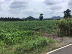 ขายที่ดิน โฉนดครุฑแดง ขนาด 48 ไร่ -202508082138221754663902260.jpg