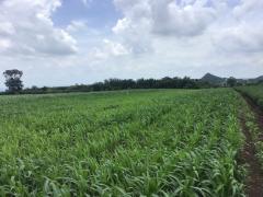 ขายที่ดิน โฉนดครุฑแดง ขนาด 48 ไร่ -202508082138221754663902832.jpg