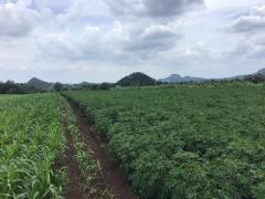 ขายที่ดิน โฉนดครุฑแดง ขนาด 48 ไร่ -202508082138241754663904907.jpg