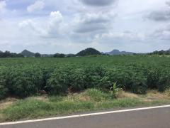 ขายที่ดิน โฉนดครุฑแดง ขนาด 48 ไร่ -202508082138261754663906605.jpg