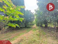 ขายที่ดินพร้อมสวนผลไม้ เนื้อที่ 7 ไร่ 18 ตร.วา ท่าปลา อุตรดิตถ์-202508091706011754733961013.jpg