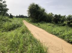 ขายที่ดิน 25 ไร่ขายไร่ละ 110,000 บาท บ้านพันเสาห่างเทศบาลพันเสา 1 กม. 