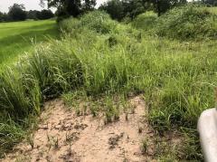 ขายที่ดิน 25 ไร่ขายไร่ละ 110,000 บาท บ้านพันเสาห่างเทศบาลพันเสา 1 กม. -202508092039421754746782654.jpg