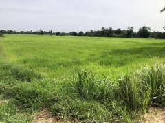 ขายที่ดิน 25 ไร่ขายไร่ละ 110,000 บาท บ้านพันเสาห่างเทศบาลพันเสา 1 กม. -202508092039461754746786068.jpg