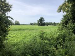 ขายที่ดิน 25 ไร่ขายไร่ละ 110,000 บาท บ้านพันเสาห่างเทศบาลพันเสา 1 กม. -202508092039511754746791452.jpg