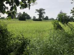 ขายที่ดิน 25 ไร่ขายไร่ละ 110,000 บาท บ้านพันเสาห่างเทศบาลพันเสา 1 กม. -202508092039541754746794240.jpg