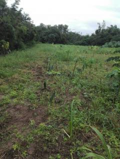 ขายถูก ที่ดินหลุดขายฝาก อ.ปักธงชัย-202508101545501754815550948.jpg