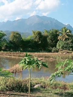 ที่นา ติดถนน แหล่งชุมชน อากาศดี วิวสวย วิดอยหลวงเชียงดาว 