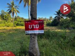 ขายที่ดินสวนมะพร้าว-เนื้อที่-11-ไร่-3-