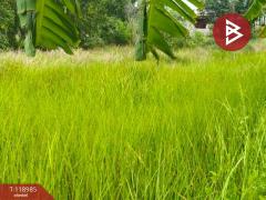 ขายที่ดินจัดสรรแปลงสวย เนื้อที่ 2 ไร่ องครักษ์ นครนายก ทำเลดี-202508131344551755067495997.jpg