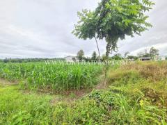 ที่ดิน ใกล้โรงเรียนซับบอนวิทยาคม ทางหลวงหมายเลข 225 ต.กันจุ อ.บึงสามพัน จ.เพชรบูรณ์-202508151215261755234926527.jpg