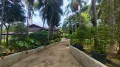 โอกาสทองของนักลงทุน และผู้ที่มองหาที่ดินเพื่อการพักผ่อน ที่ดินวิวภูเขา-202508152201061755270066957.jpg