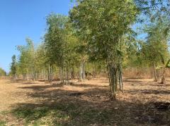 ขายที่ดิน 93 ไร่ (มีโฉนดครุฑแดง) — ไร่ละ 120,000 บาท จ.ขอนแก่น-202508161025041755314704074.jpg