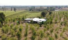 ขายที่ดิน 93 ไร่ (มีโฉนดครุฑแดง) — ไร่ละ 120,000 บาท จ.ขอนแก่น-202508161025151755314715289.jpg