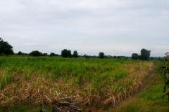 ขายที่ดินตำบลวังโรงใหญ่อำเภอสีคิ้วนครราชสีมา ขนาดที่ดิน 12 ไร่ 2 งาน 38 ตร.ว ขาย-202508171129541755404994729.jpeg