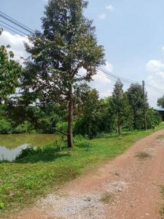 ขายที่ดินสวนทุเรียนจังหวัดแพร่ เหมาะเป็นพักอาศัย ทำสวน และซื้อเก็บ 