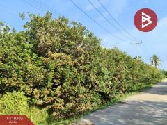 ขายที่ดินสวนเงาะ เนื้อที่ 5 ไร่ 3 งาน 41 ตร.วา ท่าประจะ นครศรีธรรมราช-202508181110521755490252660.jpg