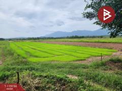 ขายที่ดิน-เนื้อที่-4-ไร่-98-ตร.วา-ท่าจำป