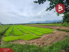 ขายที่ดิน เนื้อที่ 4 ไร่ 98 ตร.วา ท่าจำปี พะเยา-202508181602511755507771639.jpg