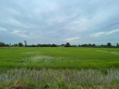 ขายที่ดินเปล่า ขนาด 24 ไร่ ทำเลทอง บรรยากาศร่มรื่น ใกล้แหล่งชุมชน ต.หัวสำโรง ฉะเชิงเทรา-202508191106431755576403446.jpg