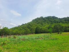 ขาย ที่ดิน เขาใหญ่ ต.​ปากช่อง​  อ.ปากช่อง 792 ตรว ที่ เป็นเนิน เห็นวิว 180 องศา​-202508191107141755576434500.jpg