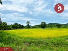 ขายด่วนที่ดิน เนื้อที่ 4 ไร่ หันคา ชัยนาท-202508211050071755748207954.jpg