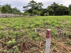 ขายที่ดิน 2 ไร่ ติดถนนหลวง ตำบลเขาพระ มีโฉนด หน้ากว้าง 50 เมตร วิวเขาชัดสวย -202508211740131755772813307.jpg