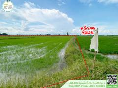 ที่ดินเปล่า(ที่นา)หน้ากว้าง ติดถนนหลัก หมายเลข1196(บ.ข่อยสูง-บ.บ้านวังกะพี้)โฉนดพร้อมโอน-202508221141121755837672598.jpg