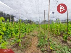 ขายที่ดิน เนื้อที่ 2 งาน 90 ตร.วา วัดเพลง ราชบุรี-202508221513101755850390202.jpg