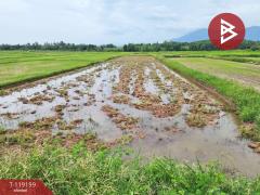 ขายที่ดิน เนื้อที่ 2 ไร่ 3 งาน 44.6 ตร.วา ท่าจำปี พะเยา-202508231444041755935044693.jpg