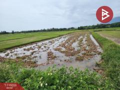 ขายที่ดิน-เนื้อที่-1-ไร่-1-งาน-81-ตร.วา-ท่