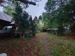 ขายที่ดินพร้อมสิ่งปลูกสร้าง บ้านเรือนไทย โฉนดที่ดิน ครุฑแดง อำนาจเจริญ -202508251459171756108757316.jpg