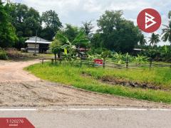 ขายที่ดิน เนื้อที่ 1 ไร่ 1 งาน 86 ตร.วา วัดสิงห์ ชัยนาท-202508270017391756228659416.jpg