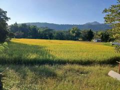 ขายบ้านสวน วิวภูเขาและวิวทุ่งนา 5-2-75 ไร่ สะเมิงเหนือ เชียงใหม่-202508270240091756237209620.jpg