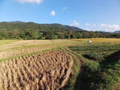 ขายบ้านสวน วิวภูเขาและวิวทุ่งนา 5-2-75 ไร่ สะเมิงเหนือ เชียงใหม่-202508270241001756237260105.jpg