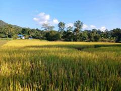 ขายบ้านสวน วิวภูเขาและวิวทุ่งนา 5-2-75 ไร่ สะเมิงเหนือ เชียงใหม่-202508270241111756237271608.jpg