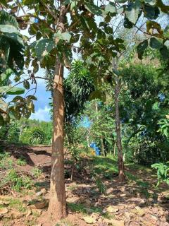 ขายบ้านสวน วิวภูเขาและวิวทุ่งนา 5-2-75 ไร่ สะเมิงเหนือ เชียงใหม่-202508270241261756237286030.jpg