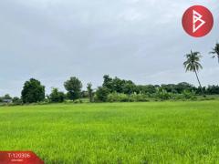 ขายที่ดิน เนื้อที่ 1 ไร่ ท่าโพธิ์ พิษณุโลก-202508270910151756260615864.jpg