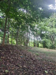 清迈杭东区บ้านปง(Baan-Pong)镇，溪边优质土地出售。面积2-3-07莱(4,428