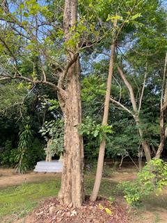 ขายที่ดินพร้อมบ้านหรูสองชั้นหลังใหญ่ ใกล้ตัวเมืองนครนายก-202508281316531756361813363.jpg