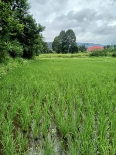 ขายที่ดิน(ต.หนองควาย-อ.หางดง-จ.เชียงใ